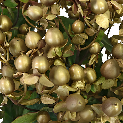 Gold Designer Enhanced Hypericum Berries