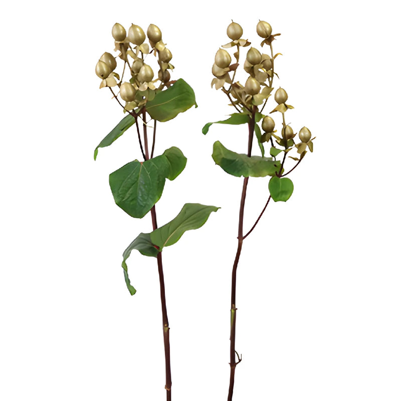 Gold Designer Enhanced Hypericum Berries