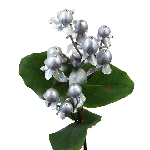 Silver Designer Enhanced Hypericum Berries
