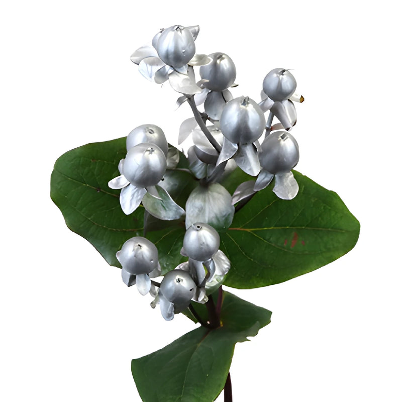 Silver Designer Enhanced Hypericum Berries