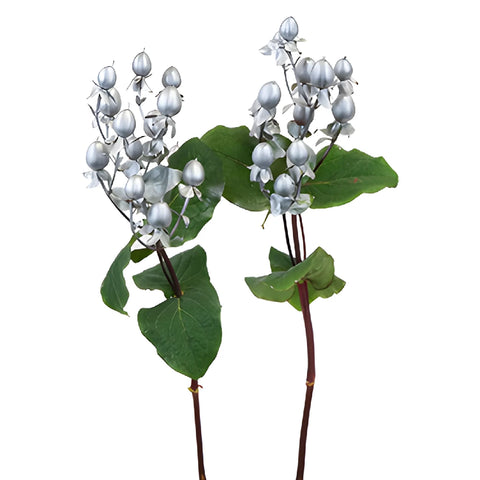 Silver Designer Enhanced Hypericum Berries