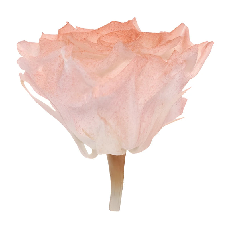 Preserved Iliniza Love Rose