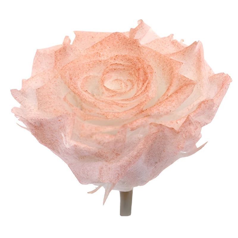 Preserved Iliniza Love Rose