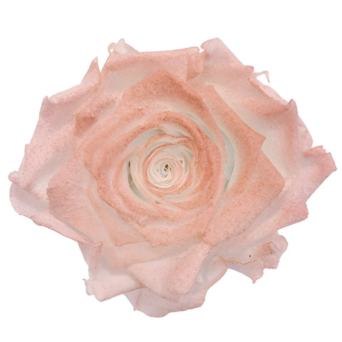 Preserved Iliniza Love Rose