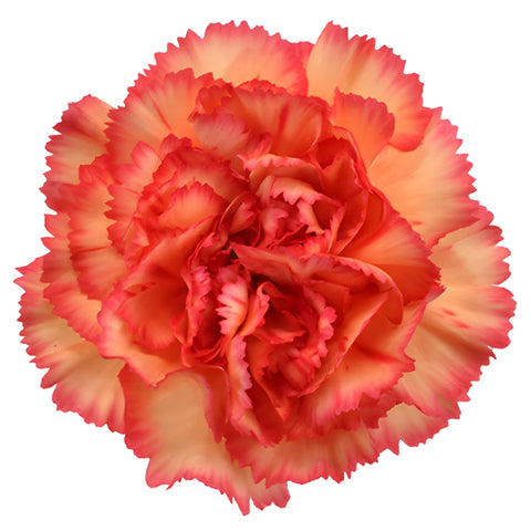 Indiana Dark Orange Sunset Carnation Flower Bloom