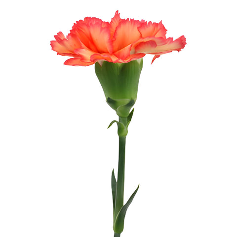 Indiana Dark Orange Sunset Carnations side stem