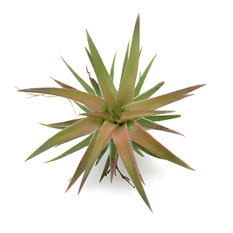 Reddish Green Ionantha Air Plants