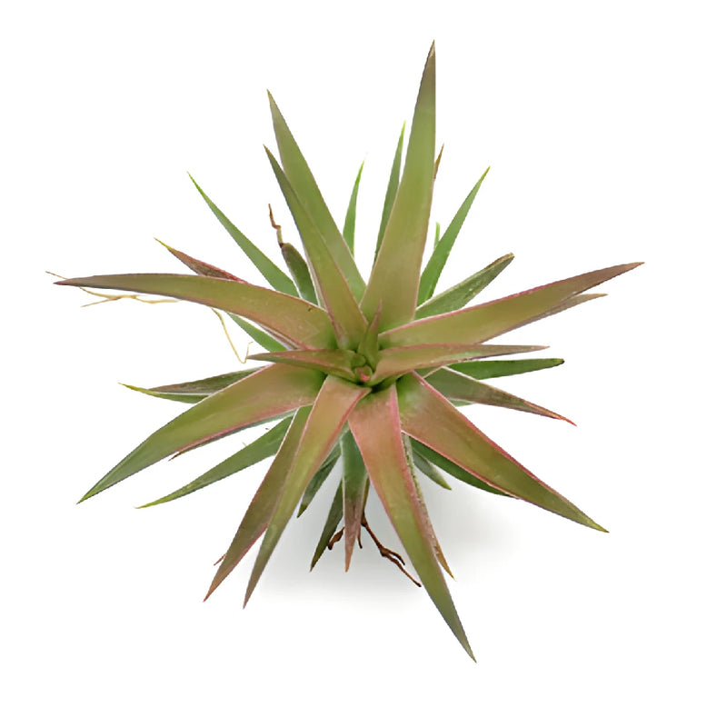 Reddish Green Ionantha Air Plants