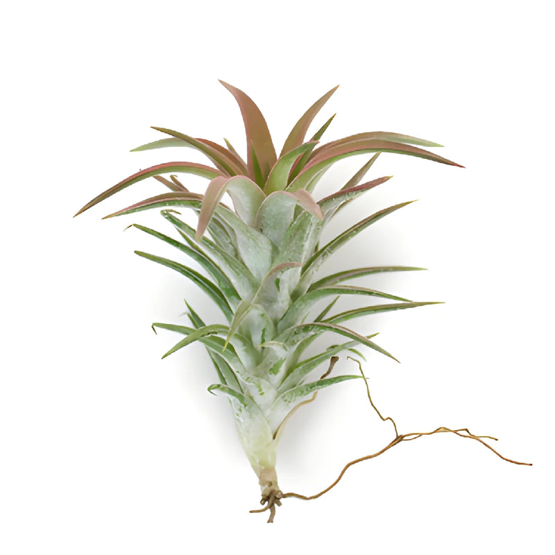 Reddish Green Ionantha Air Plants