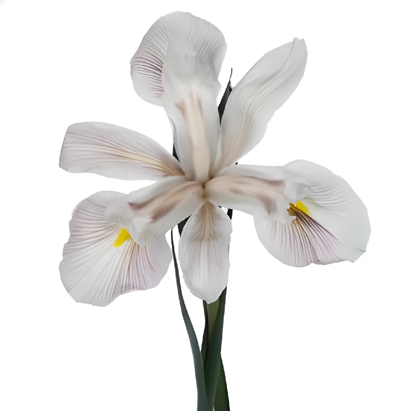 White Brownie Iris Flowers