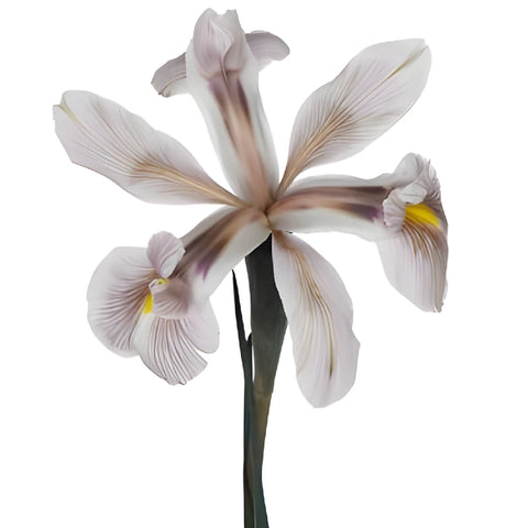 White Brownie Iris Flowers