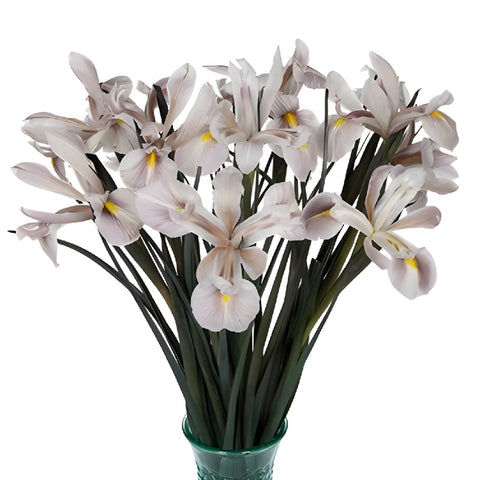 White Brownie Iris Flowers