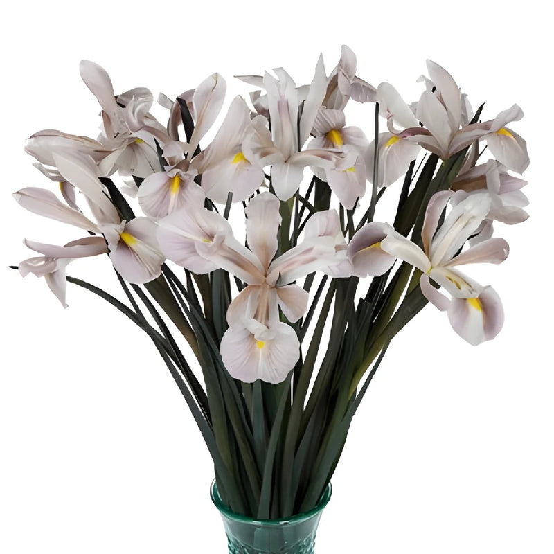 White Brownie Iris Flowers