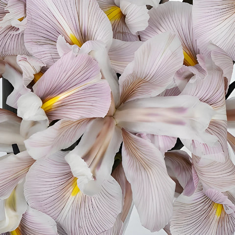 White Brownie Iris Flowers