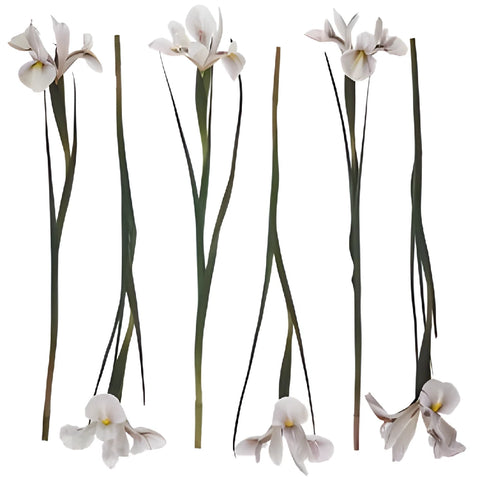 White Brownie Iris Flowers