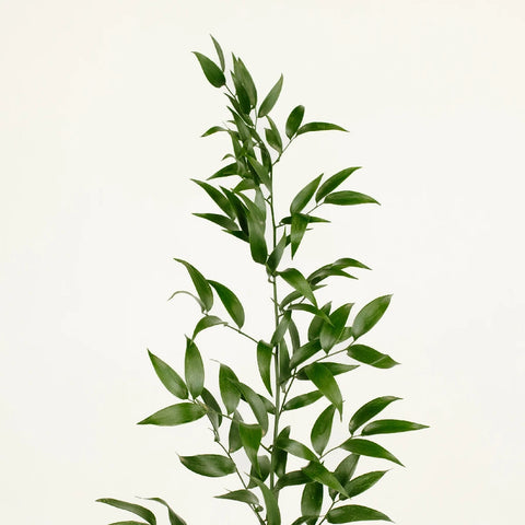 Italian Ruscus Greenery Stem - Image