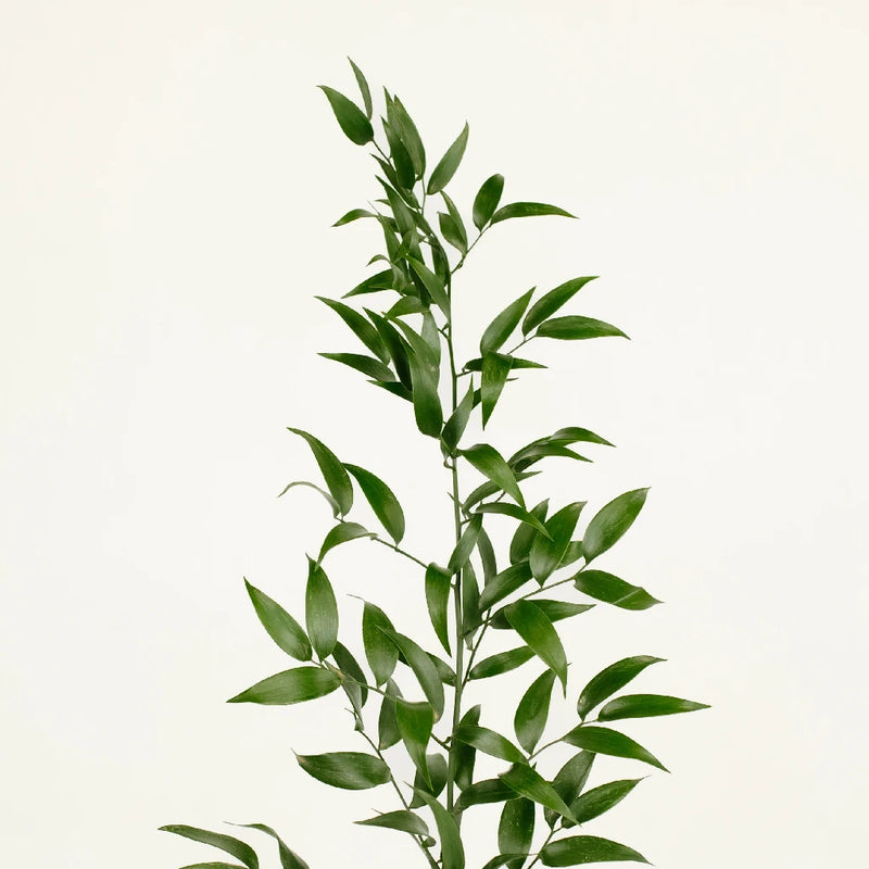 Italian Ruscus Greenery Stem - Image