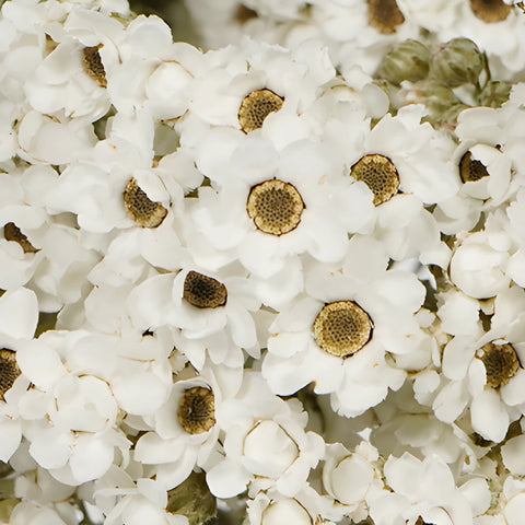 Dried White Mountain Daisy