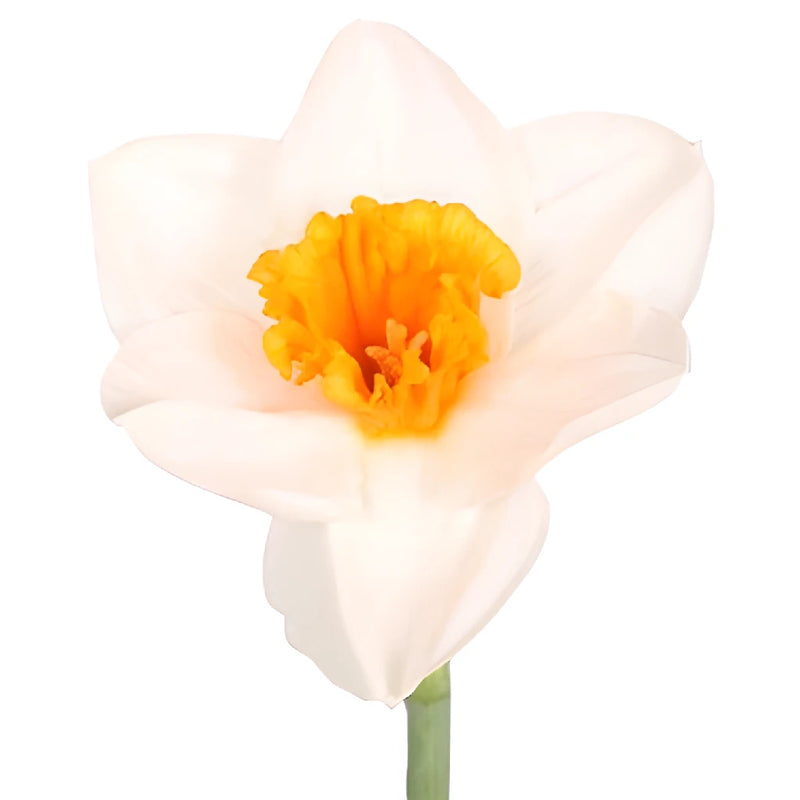 Blush Orange Daffodil Flowers