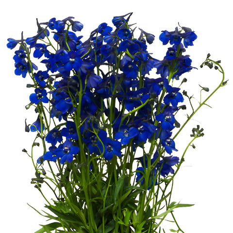 June Combo Delphinium DIY Flower Kit Up Close