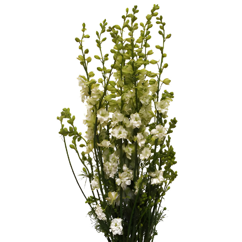 June Combo Larkspur DIY Flower Kit Up Close