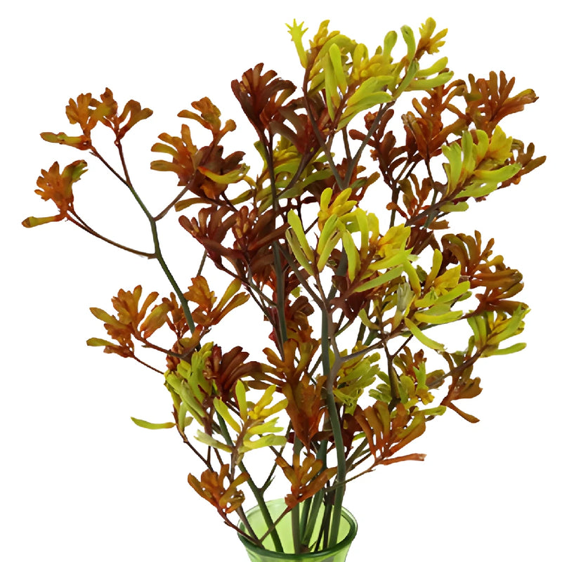 Mixed Color Kangaroo Paw Flowers