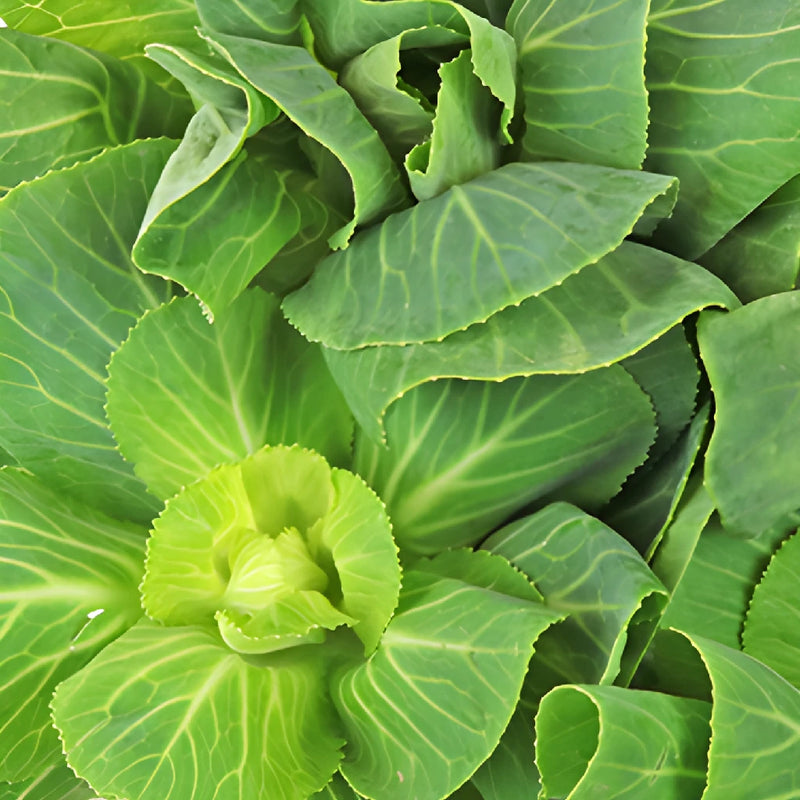 Green Designer Ornamental Kale Flowers