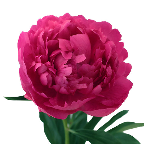 Kansas Hot Pink Peony Bloom View