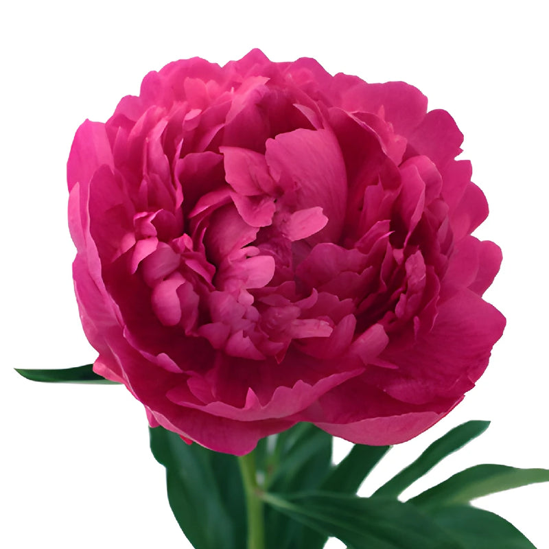 Kansas Hot Pink Peony Bloom View