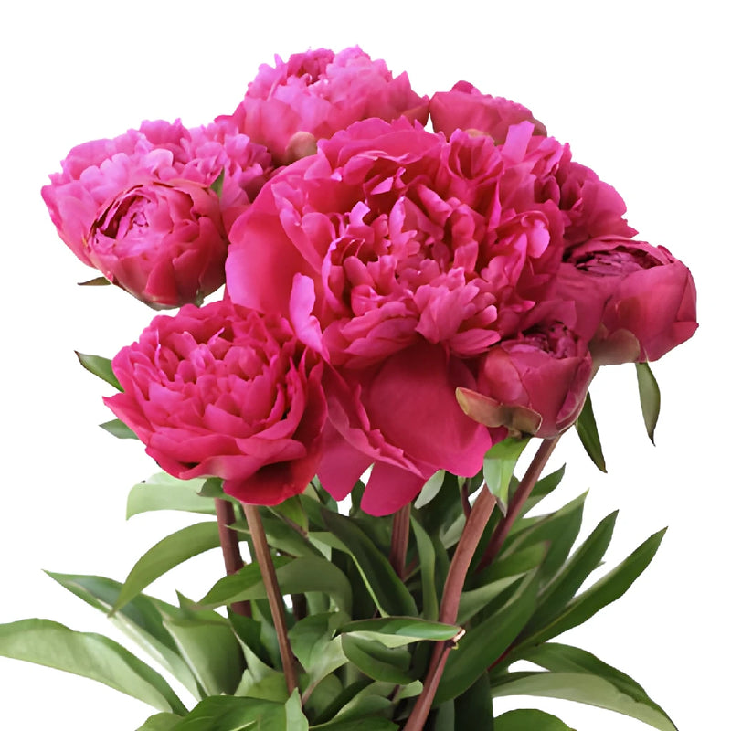 Kansas Hot Pink Wholesale Peony Bunch