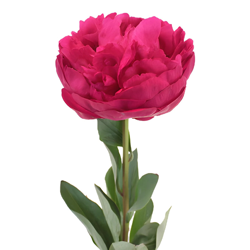 Kansas Magenta Pink Peony Side Stem View