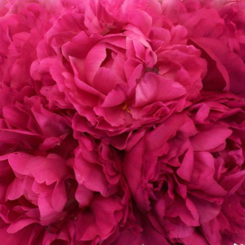 Kansas Magenta Pink Peonies up close