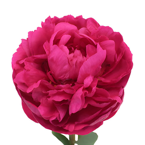 Kansas Magenta Pink Peony Stem