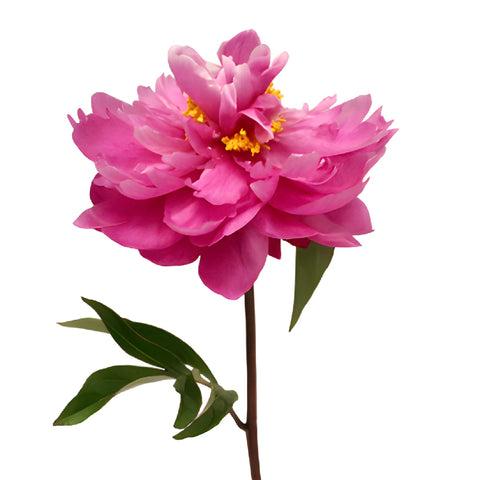 Karl Rosenfield Hot Pink Peony Side Stem View