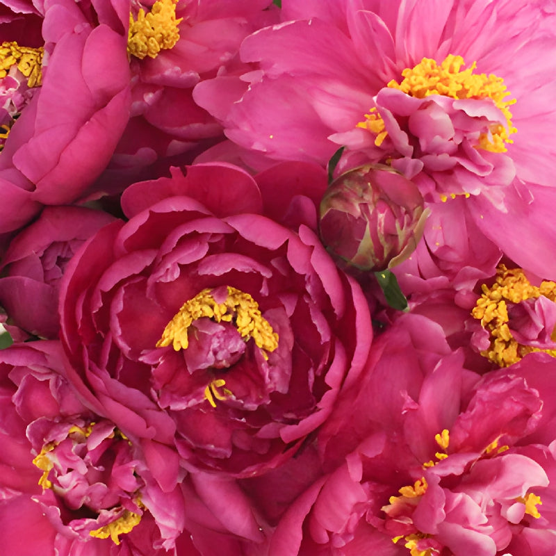 Karl Rosenfield Hot Pink Peonies up close
