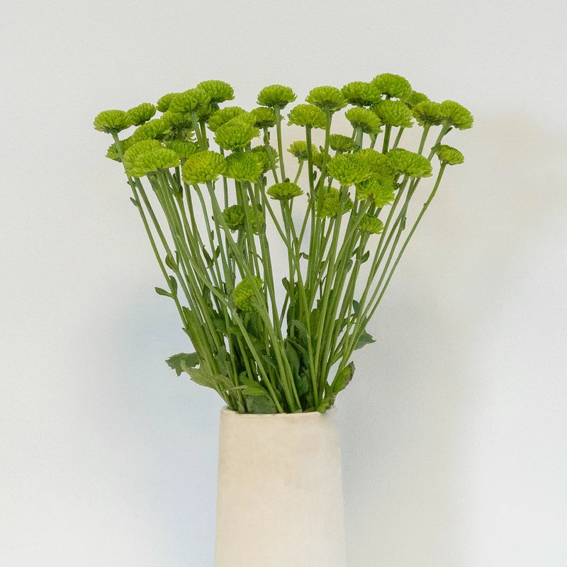 Kermit Green Button Pom Flower Close Up - Image