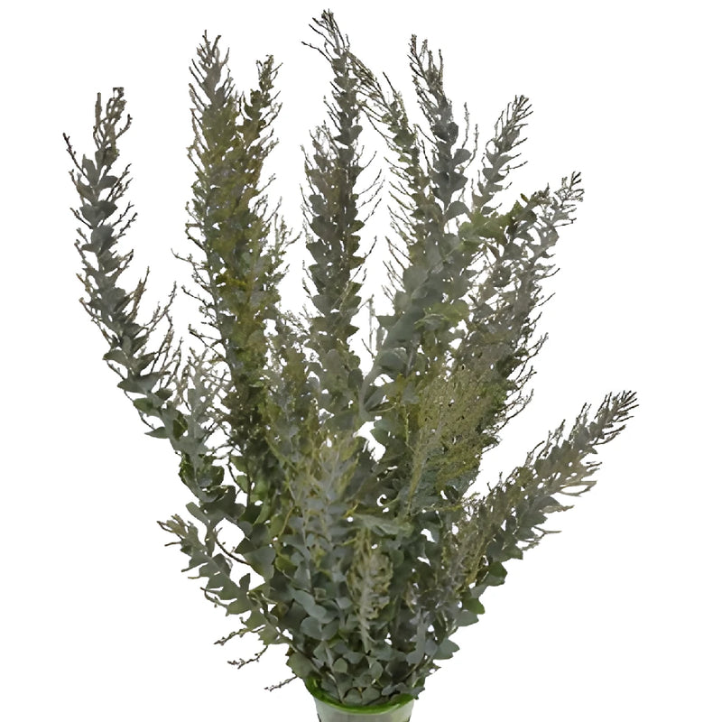Bunch of knifeblade acacia greenery filler