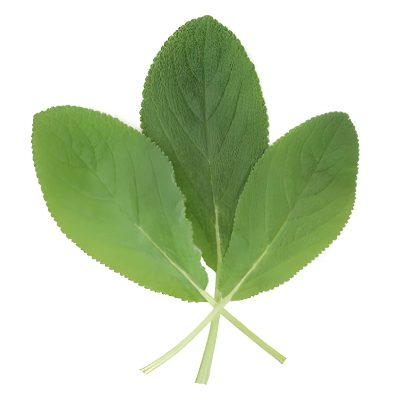 Lamb's Ear Greenery