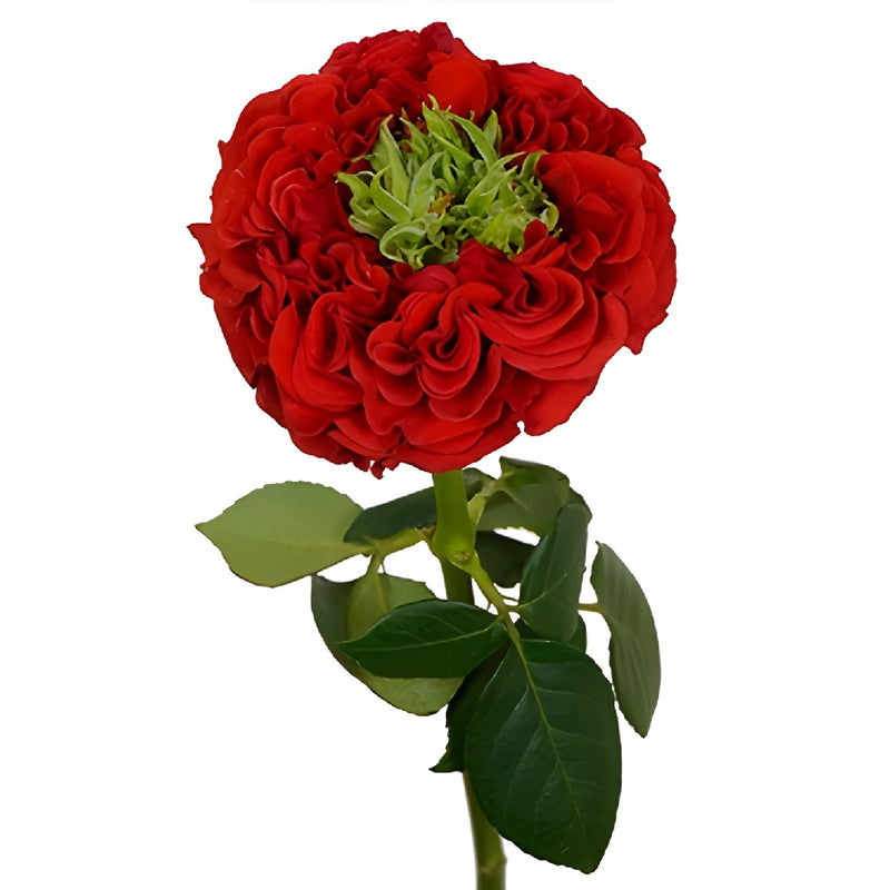 Latin Red Garden Rose Side Stem View
