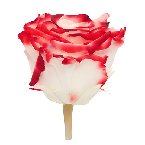 Preserved Lava Roses