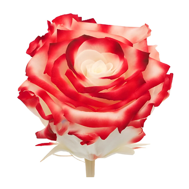 Preserved Lava Roses