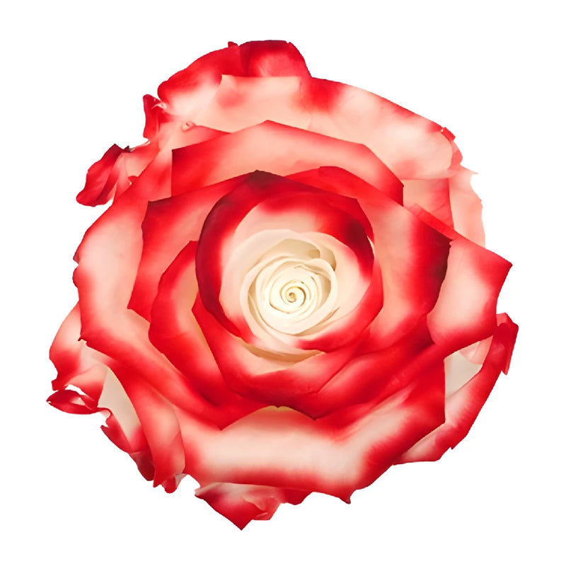 Preserved Lava Roses