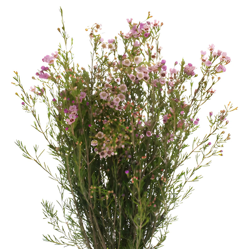 Lavender Hues Bulk Wax Flower May to November Delivery