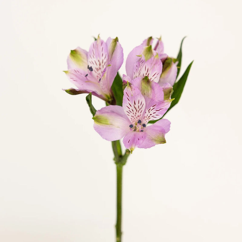 Lavender Peruvian Lilies Stem - Image
