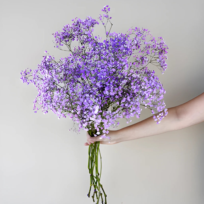 Lavender Airbrushed Baby's Breath Flower