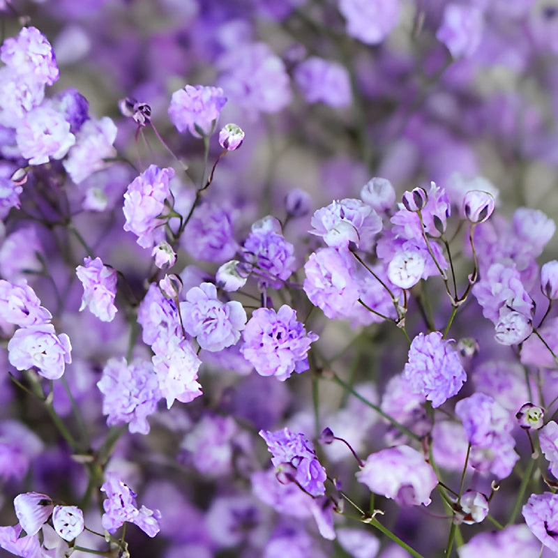 Lavender Airbrushed Baby's Breath Flower