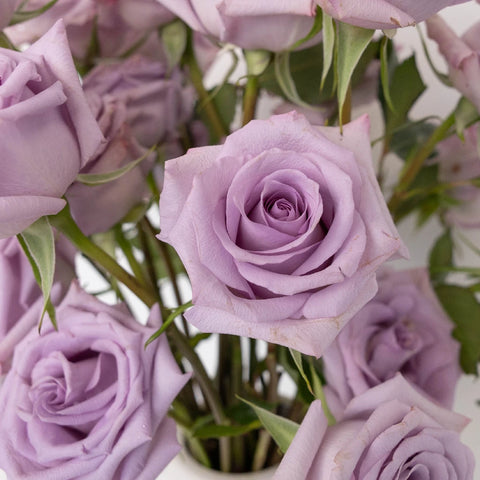 Lavender Valentines Day Rose Special Close Up - Image