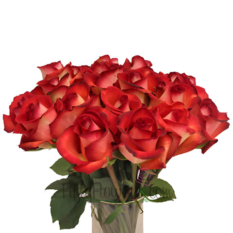 Legend Red Rose