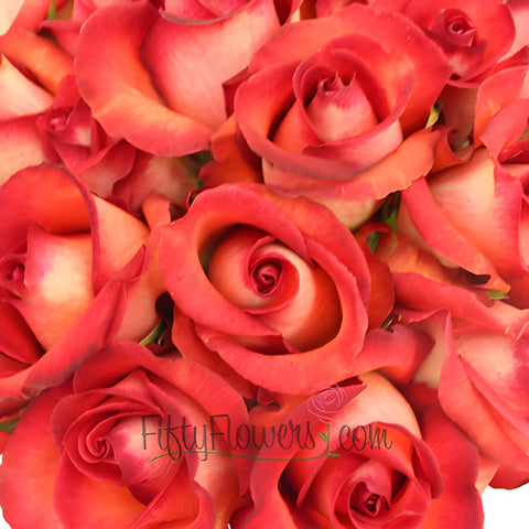 Legend Red Rose