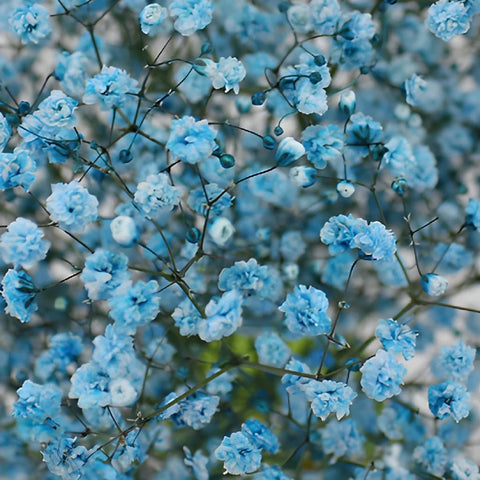 Light Blue Airbrushed Baby's Breath Close Up - Image